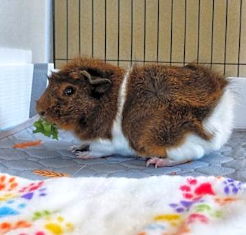 Photo of Penelope