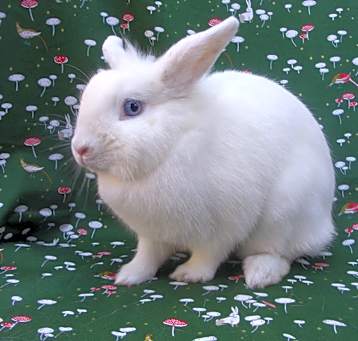 Photo of Starlight