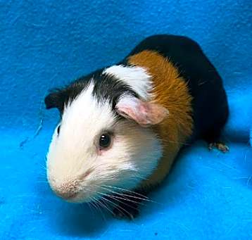 Photo of Bounce