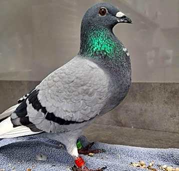 Photo of Sugar Plum