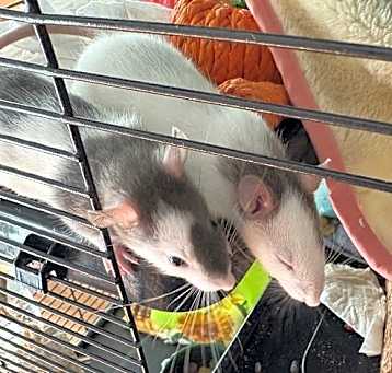 Photo of Malachi and Odie