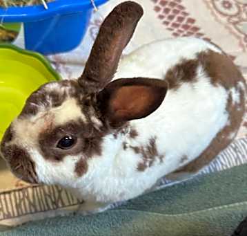 Photo of Pippin B