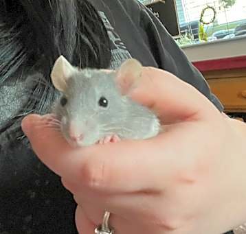 Photo of Spaghetti - In Foster!