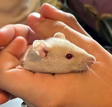 Photo of Maple
