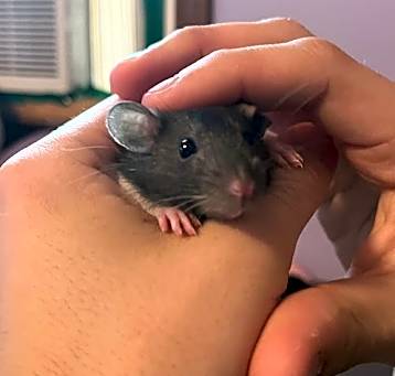 Photo of Truffle -In Foster!