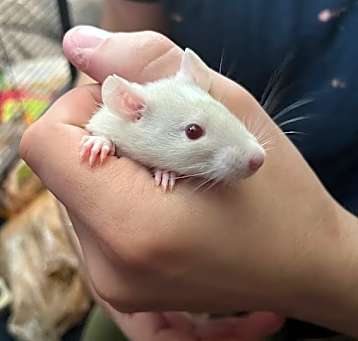 Photo of Cream Puff