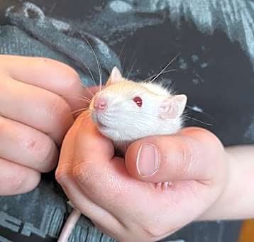 Photo of Noodle
