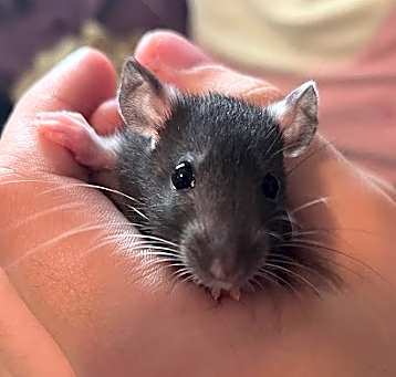 Photo of Soup -In Foster!