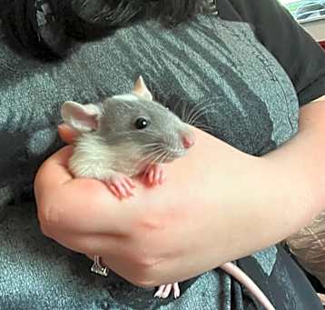 Photo of Muffin
