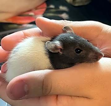 Photo of Cookie