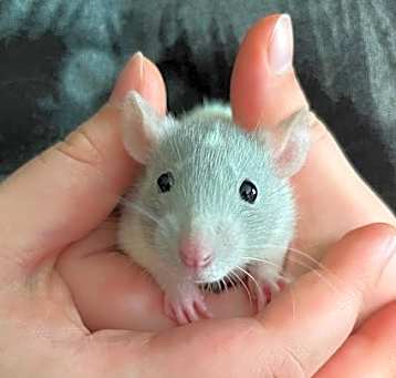 Photo of Pancake