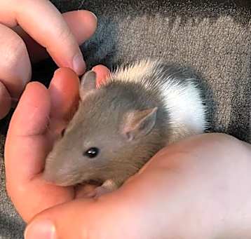 Photo of Pickle