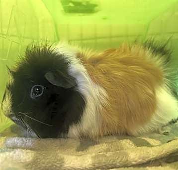 Photo of ABBY