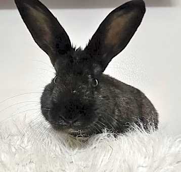 Photo of Balthazar
