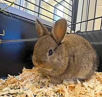 Photo of Cottonball