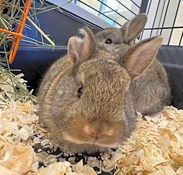 Photo of Cinnabun