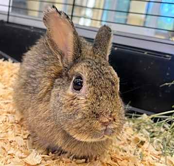 Photo of Flopsy