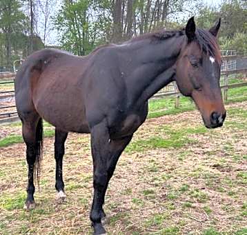 Photo of Spartan