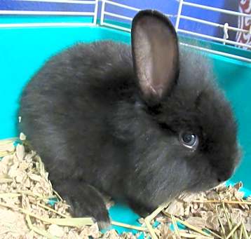 Photo of Pepsi