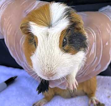 Photo of Superstar