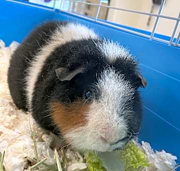 Photo of PANDA PIG
