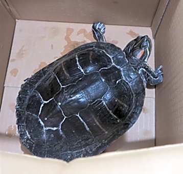 Photo of SHELLY