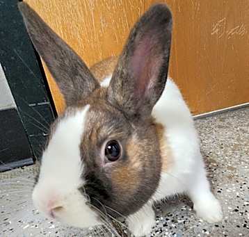Photo of Usagi