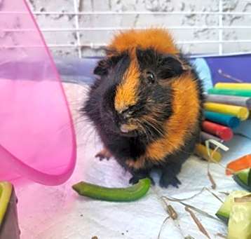 Photo of Lil' Wheezy