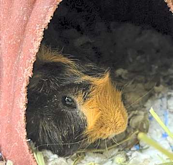 Photo of Charlie