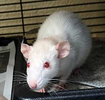 Photo of Ratatouille