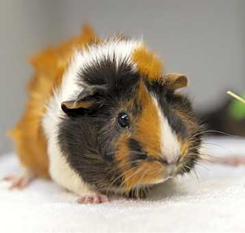 Photo of MABLE