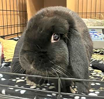 Photo of Cora