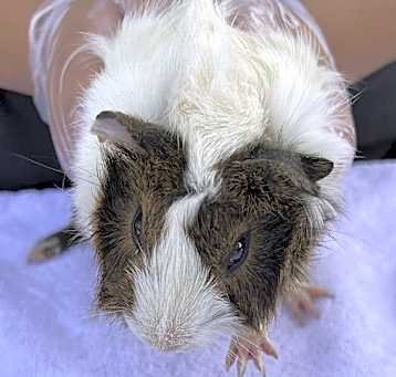 Photo of Frito