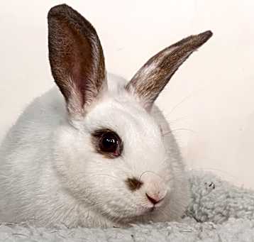 Photo of Bluey