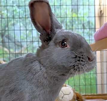 Photo of Faye