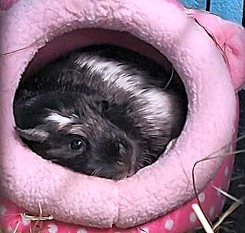 Photo of Potato