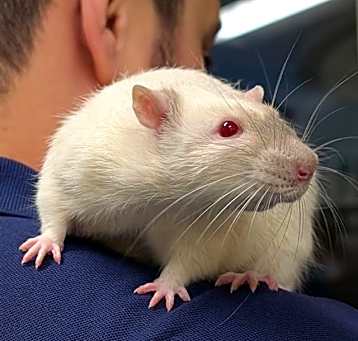 Photo of TAZ