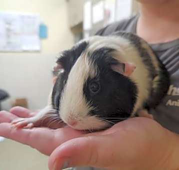 Photo of Oreo