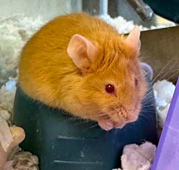Photo of Chester