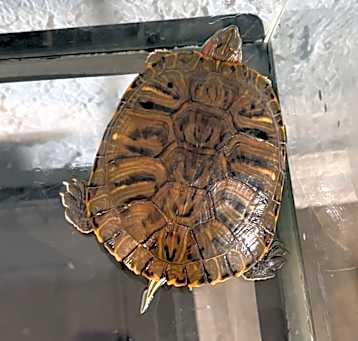 Photo of Turt 