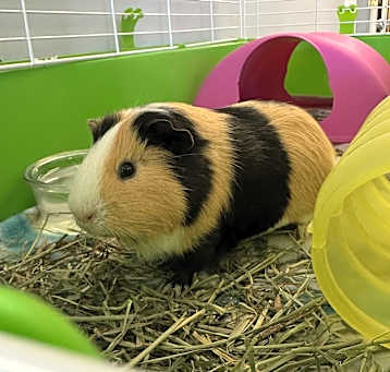 Photo of Millo