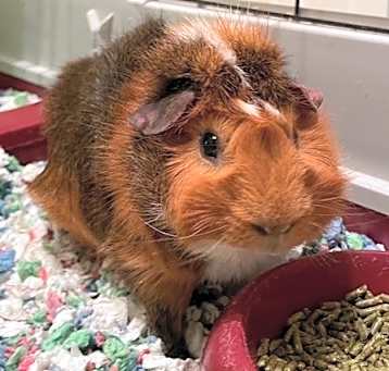 Photo of Carrot