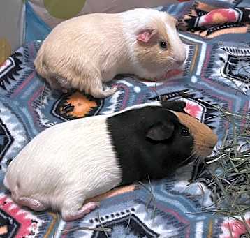 Photo of Archie & Scooter BONDED