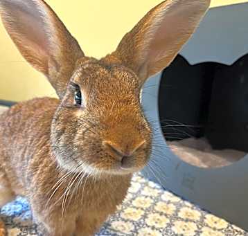 Photo of Peter Cottontail
