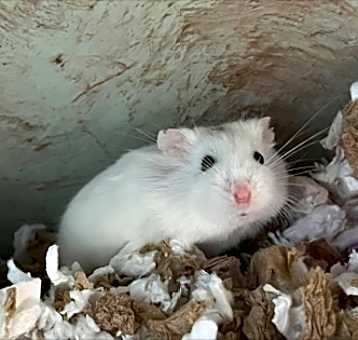 Photo of Gus