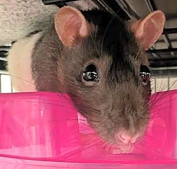 Photo of PEPPER