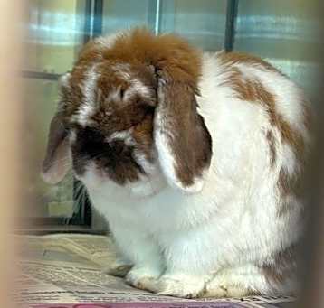 Photo of Bunleigh