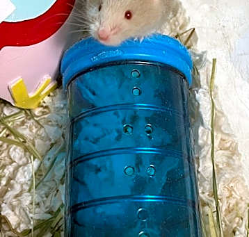 Photo of Mike Tyson