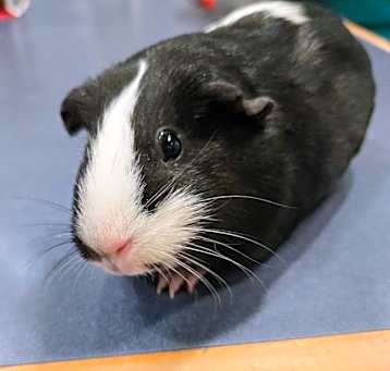 Photo of Oreo