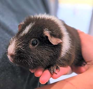 Photo of Milkshake